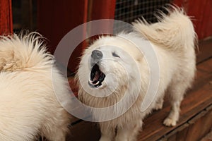 Samoyed shepherd puppy barks