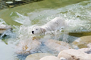 Samoyed swimming