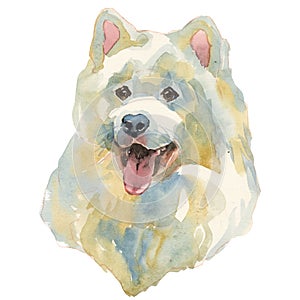 The Samoyed watercolor hand painted dog portrait