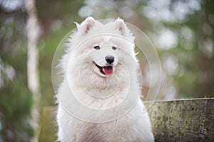 Samoyed white dog close up in the winter forest