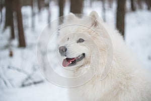 Samoyed white dog portrait closeup is in the winter forest