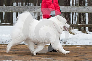 Samoyed white dog is running on snow path road Balta kapa