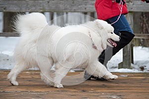 Samoyed white dog is running on snow path road Balta kapa