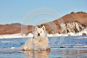 Samoyed white fluffy dog on ice. Very fluffy well-groomed Samoyed dog sitting on a frozen lake in winter. Lake Baikal