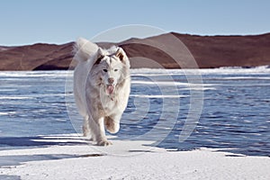 Samoyed white fluffy dog on ice. Very fluffy well-groomed Samoyed dog sitting on a frozen lake in winter. Lake Baikal