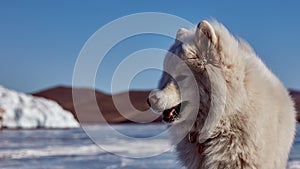 Samoyed white fluffy dog on ice. Very fluffy well-groomed Samoyed dog sitting on a frozen lake in winter. Lake Baikal
