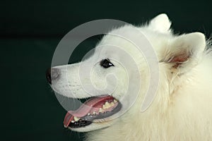 Samoyede