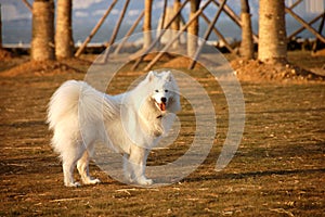 Samoyede