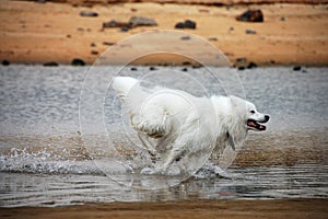 Samoyede