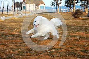 Samoyede