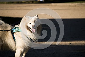 Samoyedo Dog in the park photo