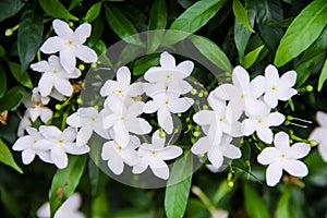 Sampaguita jasmine officinale jasminum white flower blooming with bud inflorescence and green leaves top view in nature garden