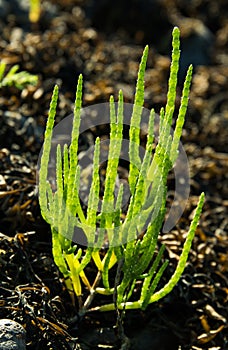 Samphire plant growing in North Wales