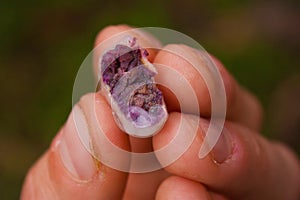 Sample of freshly picked cocoa bean in Costarica photo