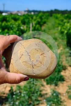 Sample of galets roules, vineyards of Chateauneuf du Pape appellation with grapes growing on soils with large rounded stones