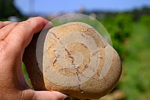 Sample of galets roules, vineyards of Chateauneuf du Pape appellation with grapes growing on soils with large rounded stones