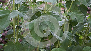 A sample of the marshmallow (Althaea officinalis) plant stems