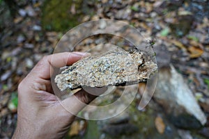 Sample a piece of raw biotite genesis rock stone in a hand of a geologist on nature background.