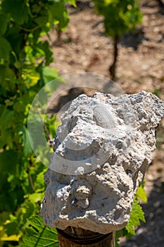 Sample of soil from Chablis Grand Cru appellation vineyards, limestone and marl soils with oyster fossils, Burdundy, France