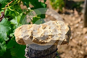 Sample of soil, flint stone, vineyards of Pouilly-Fume appellation, making of dry white wine from sauvignon blanc grape growing on