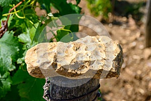 Sample of soil, flint stone, vineyards of Pouilly-Fume appellation, making of dry white wine from sauvignon blanc grape growing on photo