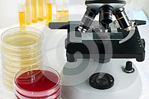 Sample test in laboratory microscope