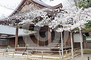 Sample tree of Somei-Yoshino cherry blossoms at Yasukuni Shrine in Chiyoda, Tokyo, Japan. Sample tree observed by Japan Meteorolog