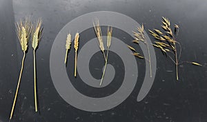 Samples of cereal ears on a black background. Rye, oats, wheat and triticale