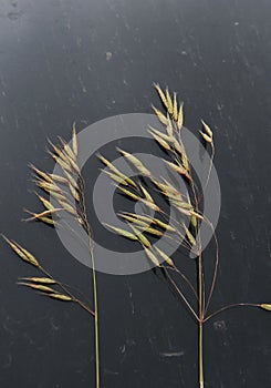 Samples of cereal ears on a black background. Rye, oats, wheat and triticale