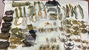 Samples of fresh seafood including crabs, spider-crabs, shrimp, mantis shrimp, Ocypode