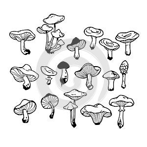 samples of various mushrooms