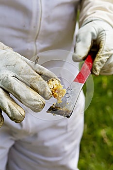 Sampling of fresh honey from Honeybee Hive