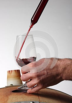 Sampling the wine from an oak barrel