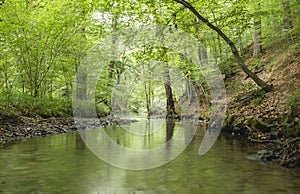 A river across a green forest