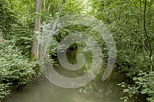 River crossing a green forest