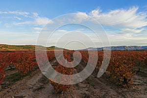 Ocher vineyard one autumn afternoon in the town of Navarrete photo