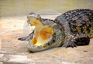 Coccodrillo un giardino zoologico 