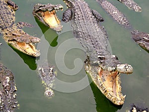 Krokodýl a zoologická zahrada 