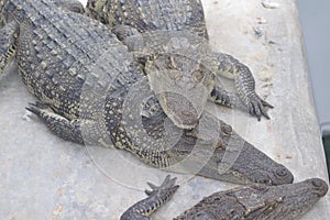 Samutprakan Crocodile Farm photo