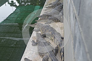 Samutprakan Crocodile Farm photo