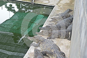 Samutprakan Crocodile Farm photo