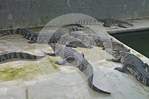 Samutprakan Crocodile Farm photo