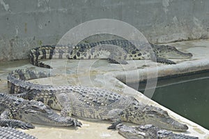 Samutprakan Crocodile Farm
