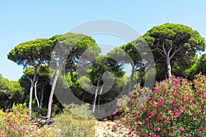 San Anton pine forest in Puerto Sherry located in the town of El Puerto de Santa MarÃ­a, in the Bay of Cadiz. Andalusia. Spain.