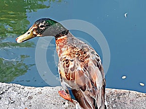 San Antonio Riverwalk Duck
