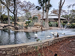 San Antonio zoo photo