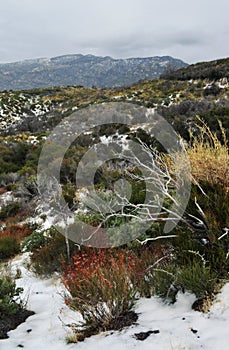 San Bernardino Mountains Snowfall photo