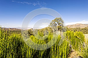 San Bernardino National Forest, Californira photo