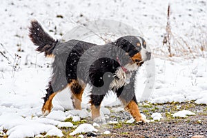 San Bernardo dog in the first autumn snows in Bordes de Envalira, Canillo, Andorra.