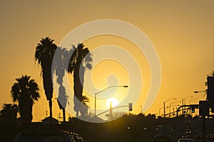 San Bernardo sunset, gently swaying palm trees silhouette back-lit by golden sky